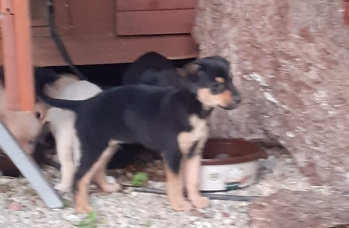 Zdjęcie: 2.jfif