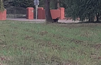 Zdjęcie: 8.jfif