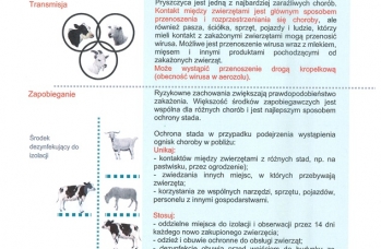 Zdjęcie: Pryszczyca.jpg