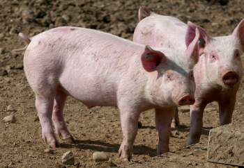 Zdjęcie główne dla: 'Informacja ARiMR dotycząca naboru wniosków dotyczących pomocy finansowej dla producentów świń' 