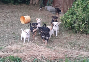 Zdjęcie główne dla: 'Uwaga! Pieski do adopcji - suczka i 10 szczeniąt' 